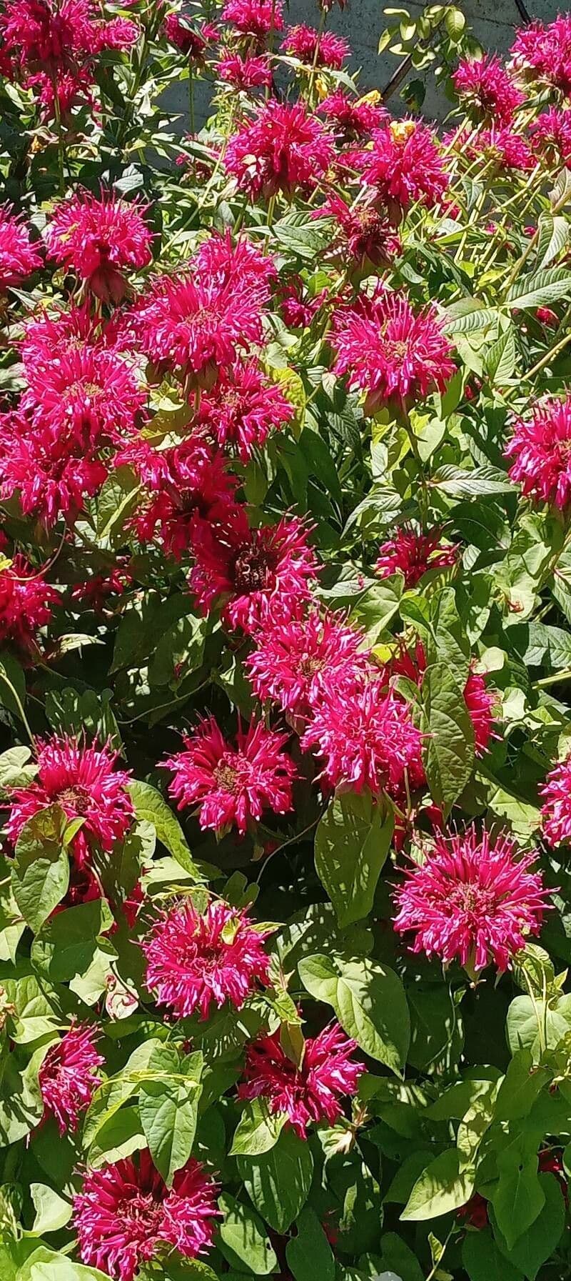 Monarda didyma zeigt brillant rote Pompon-Blüten in vollständiger Blüte