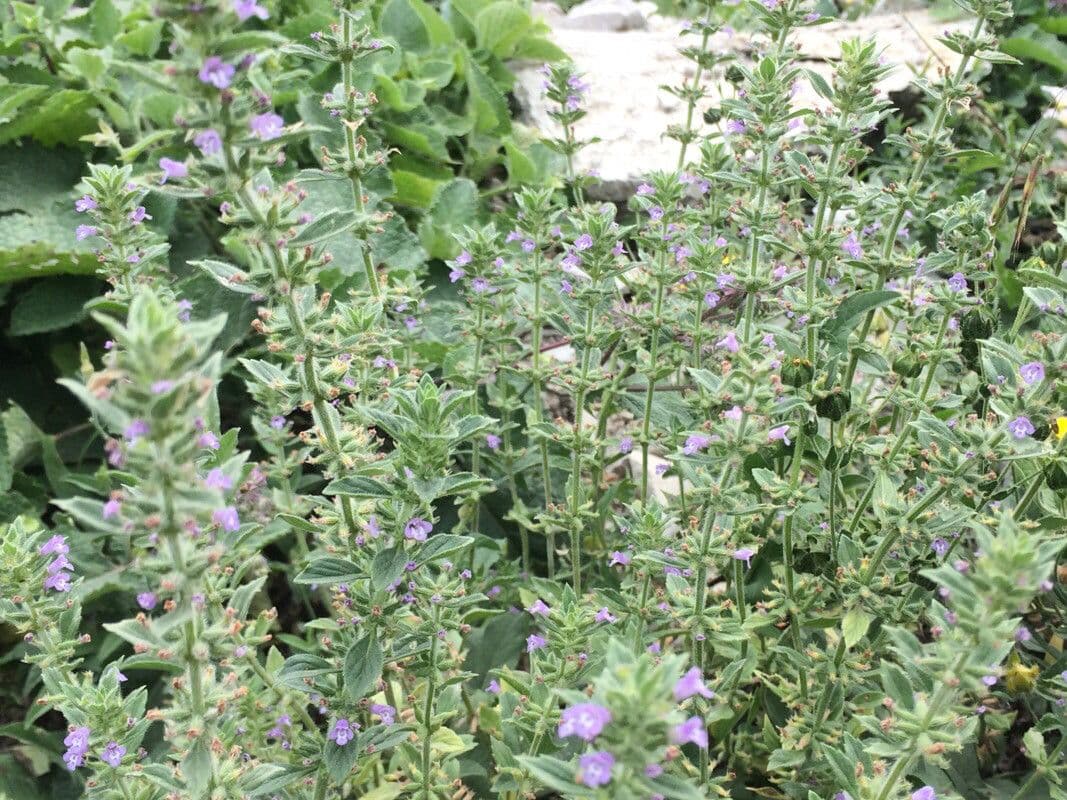 Basil thyme displaying purple flowers arranged in whorl formations