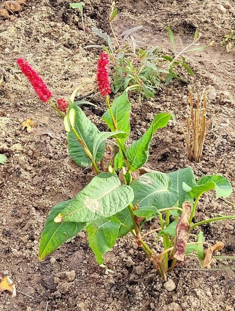 Persicaria orientalis Prince's feather with purple flower spikes