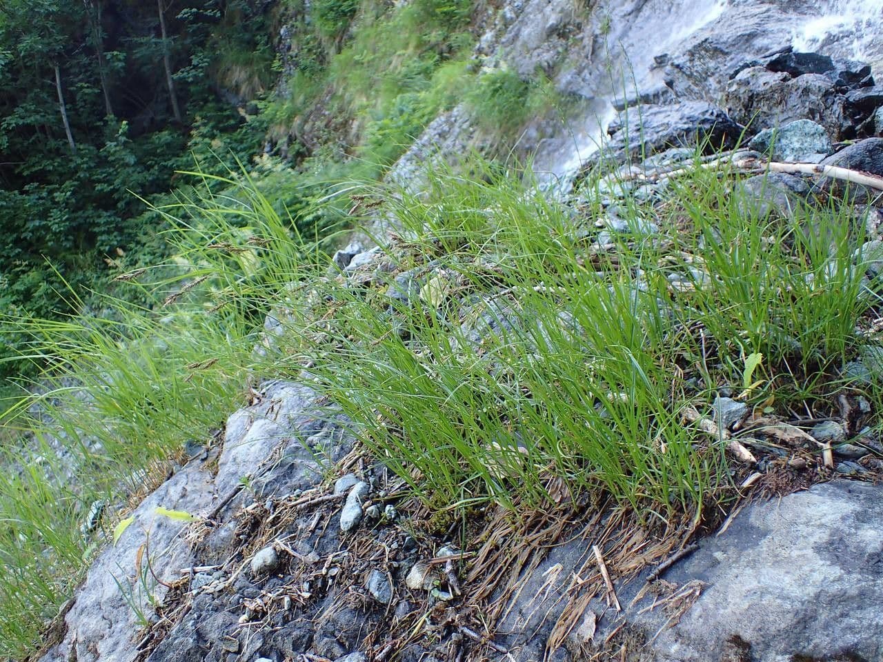 Rust-coloured sedge growing in alpine habitat