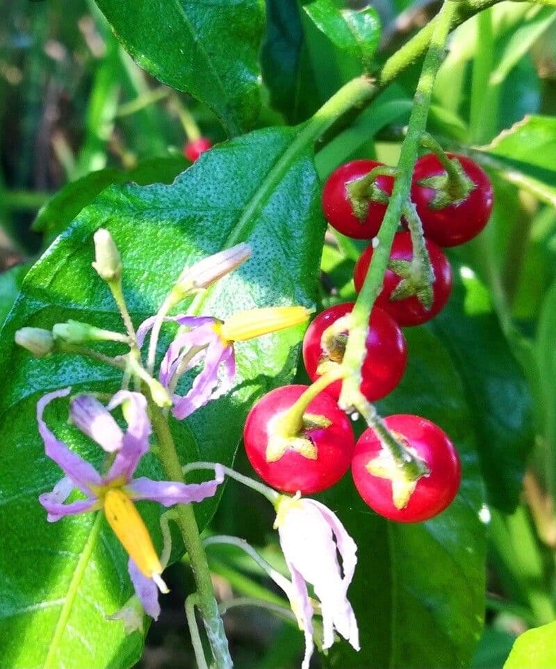 Solanum bahamense avec petites baies rouges et fleurs blanches