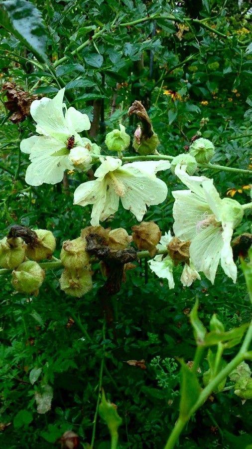 Hollyhocks in full bloom along a rustic fence, tall stems with large, soft pink and white flowers swaying in the breeze