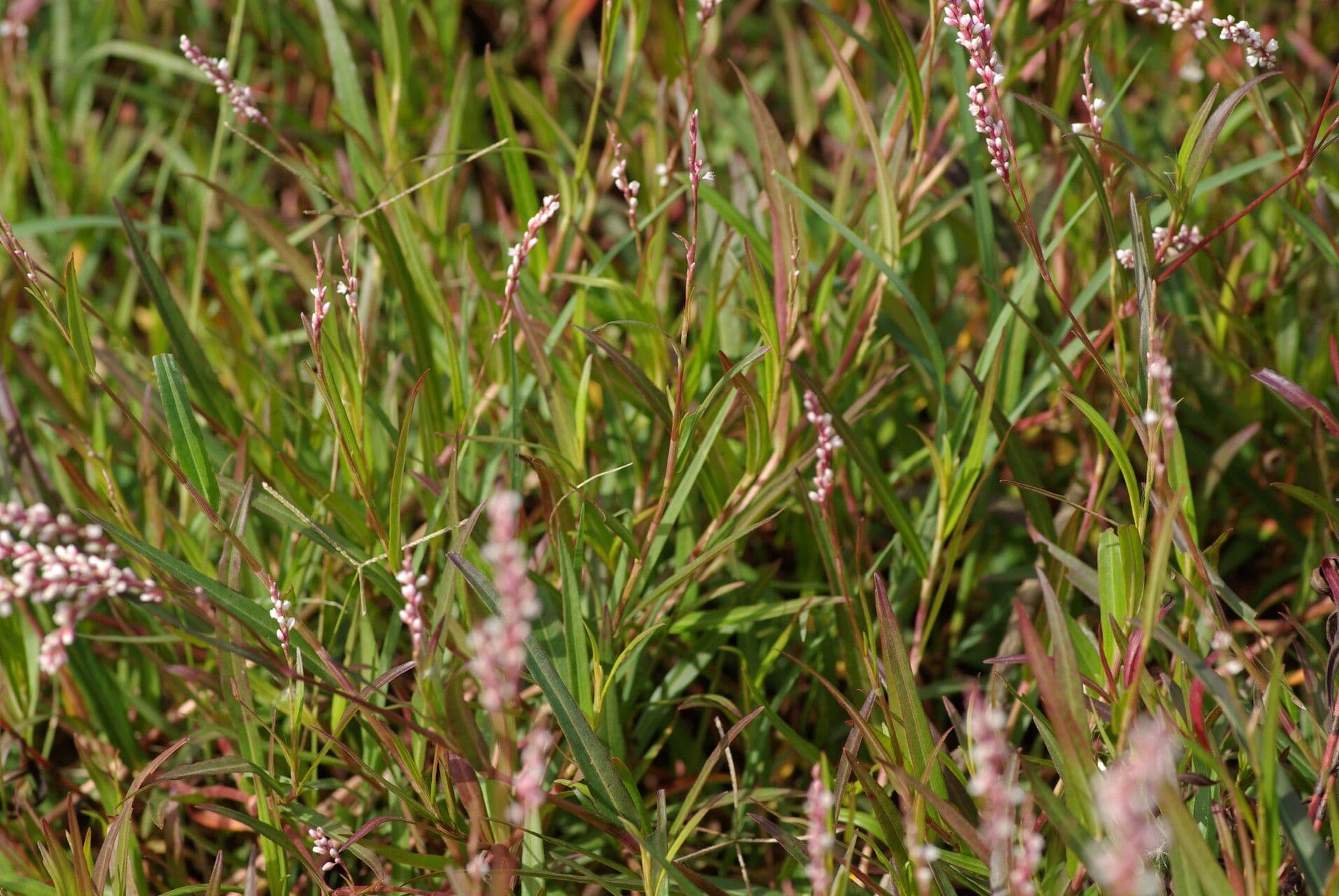 Persicaria decipiens avec fleurs blanches et violettes