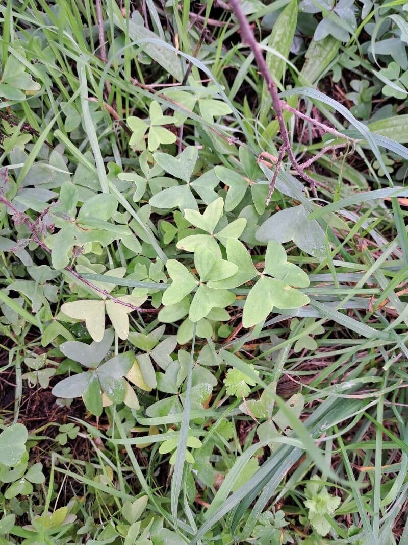 Oxalis latifolia avec feuilles larges et fleurs delicates