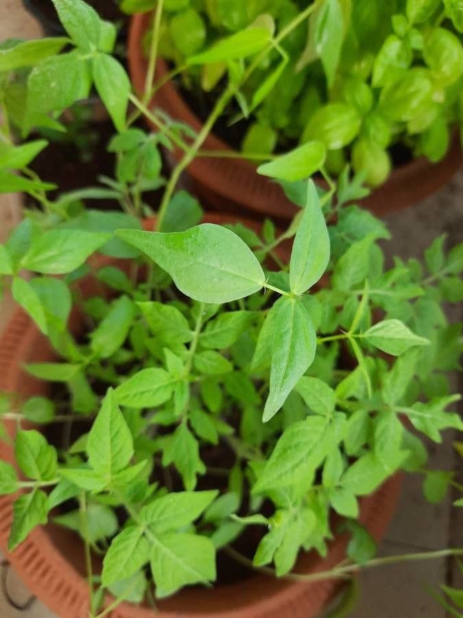 Plante de Vigna aconitifolia avec gousses et feuilles composees