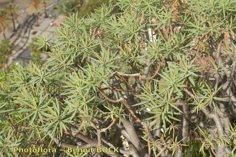 Euphorbia piscatoria avec son motif de croissance distinctif