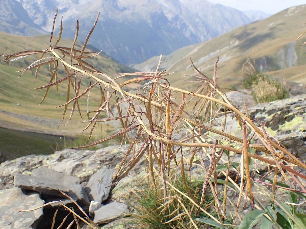 Yellow flowers of Coincya richeri on a rocky alpine slope