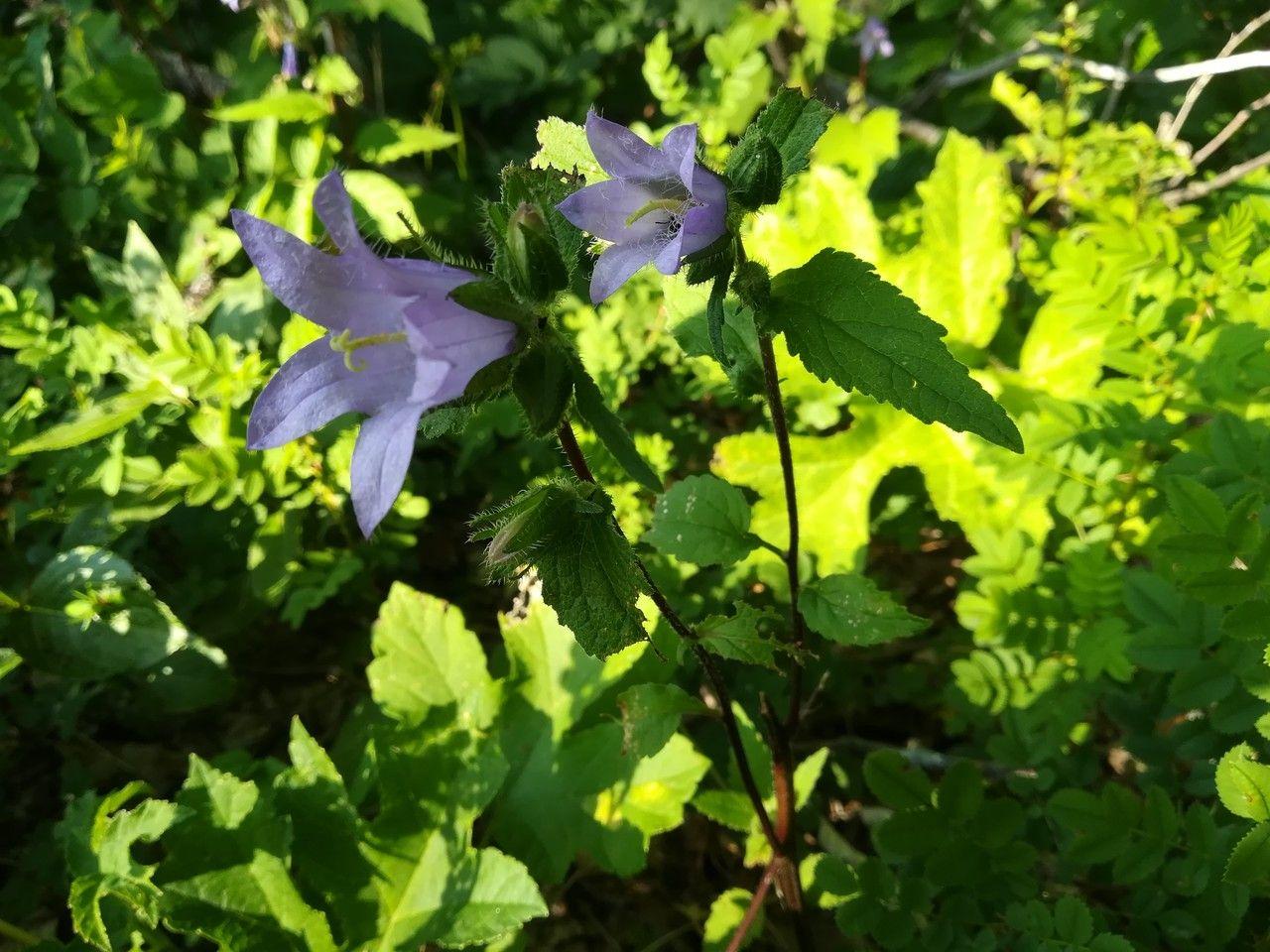 Bats-in-the-belfry (Campanula trachelium) in full bloom, showing clusters of bell-shaped blue flowers above coarse, nettle-like foliage in a woodland edge setting.