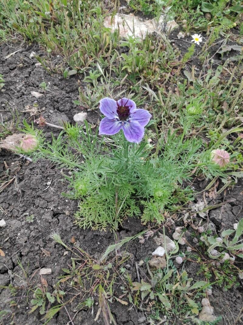Spaanse nigelle met blauwe bloemen