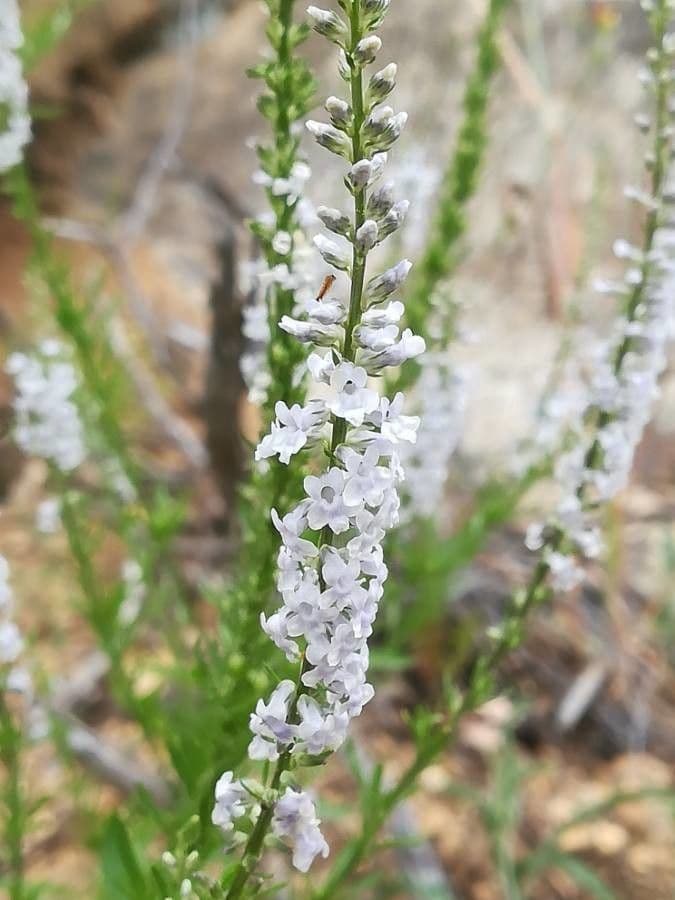 Anarrhinum bellidifolium with delicate pale pink flower clusters along slender green stems