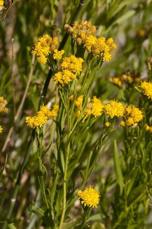 Euthamia occidentalis in full bloom with golden flower clusters