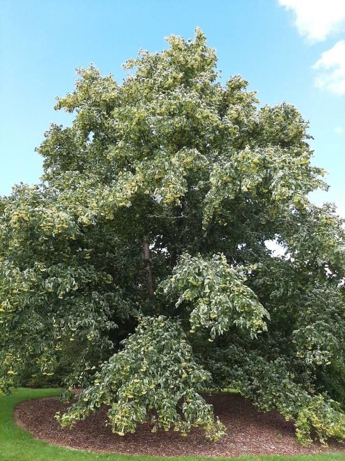 Tilleul du Japon au feuillage dense et couronne étalée