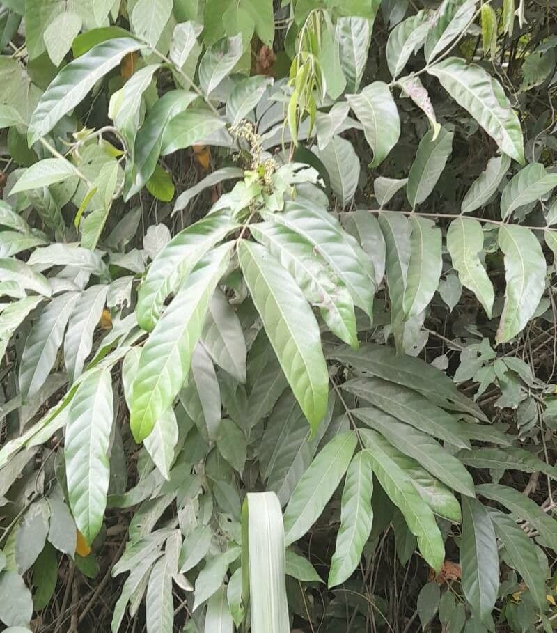 Guarea guidonia bois balé avec feuilles pennées en forêt tropicale
