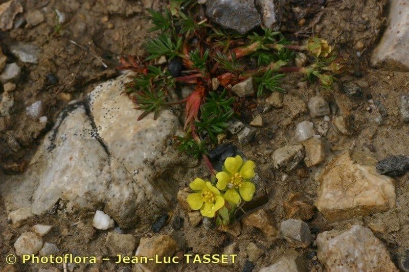 Potentille multifide avec fleurs jaunes et feuillage delicat