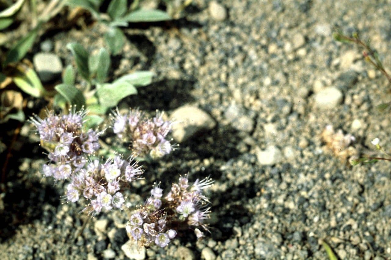 Hydrophyllum capitatum mit kugeligen lilafarbenen Blütenköpfen