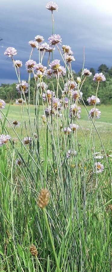 Armeria arenaria roze pompoen bloemen