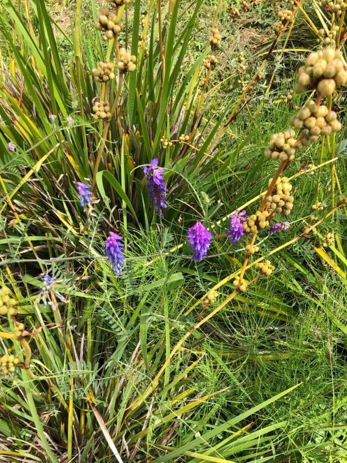 Grappes de fleurs pourpres de la vesce cracca en clotaux