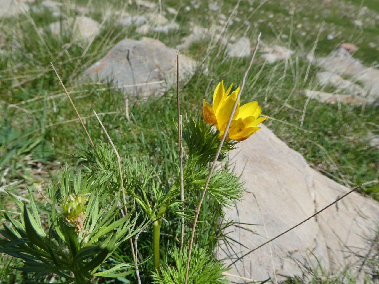 Adonis pyrenaica avec fleurs jaunes delicates et feuillage fin et plumeux en habitat montagnard