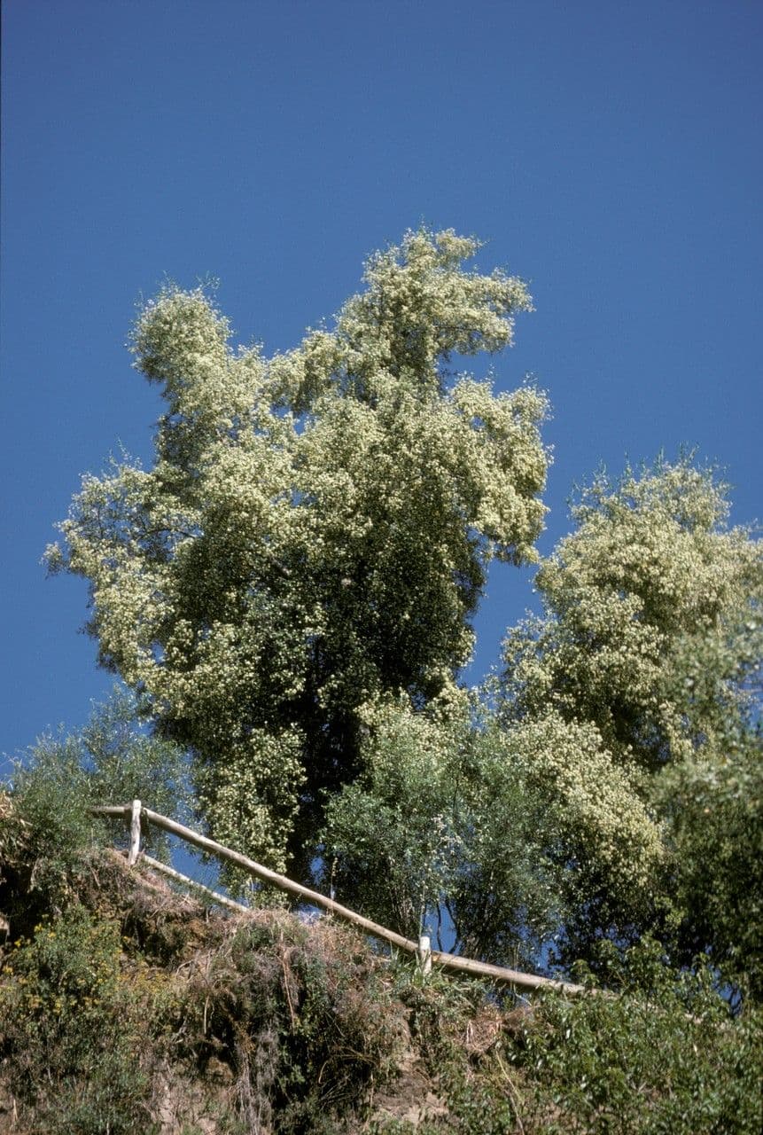 Soapbark tree (Quillaja saponaria) foliage and branches