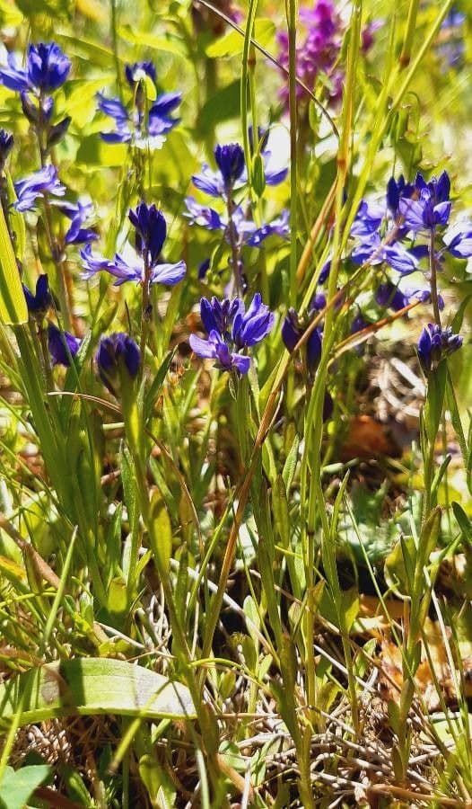 Heath Milkwort displaying purple-blue flowers in natural sprawling growth habit