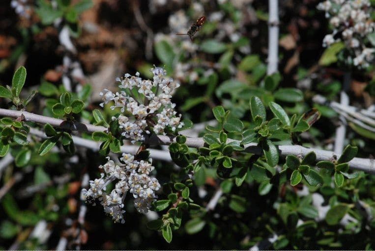 Ceanothus fresnensis en fleurs avec ses grappes de petites fleurs bleues denses