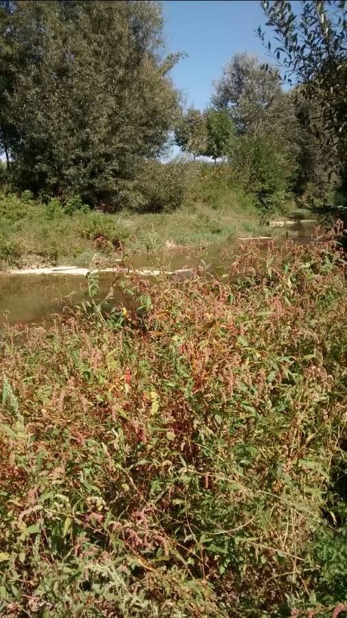 Perzikkruid plant met rode vlekken op bladeren en roze bloemen