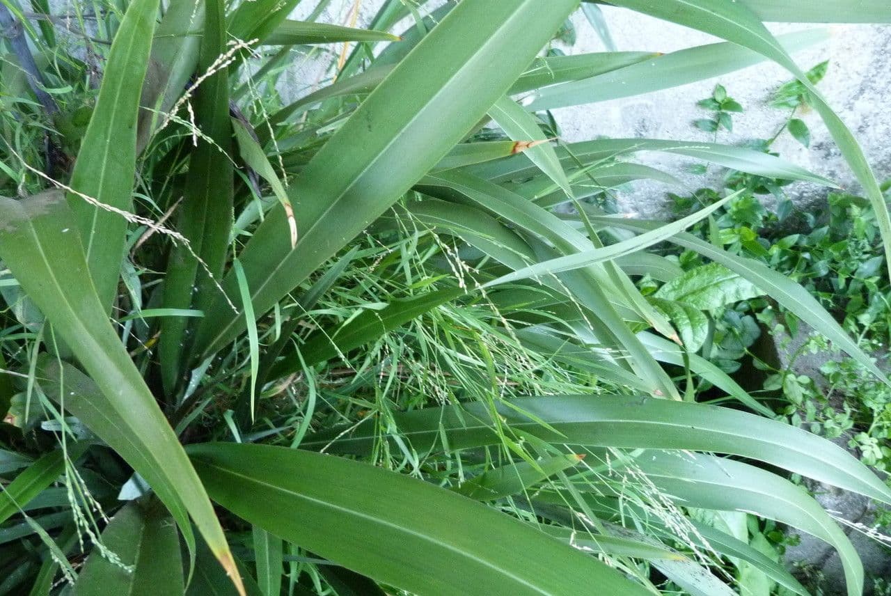 Fine-textured foliage of panic veldtgrass with delicate inflorescences