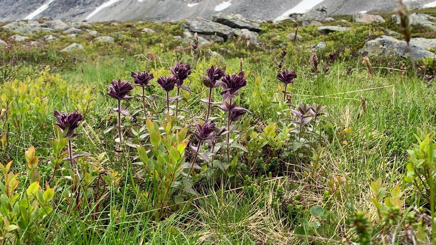 Alpen-Bartschie (Bartsia alpina) in voller Blüte auf felsigem Untergrund, mit samtigen Stängeln und lila-weißen Röhrenblüten.