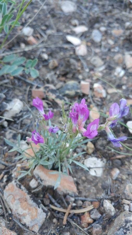 Hedysarum boreale avec grappes de fleurs rose-rouge sur une prairie sèche