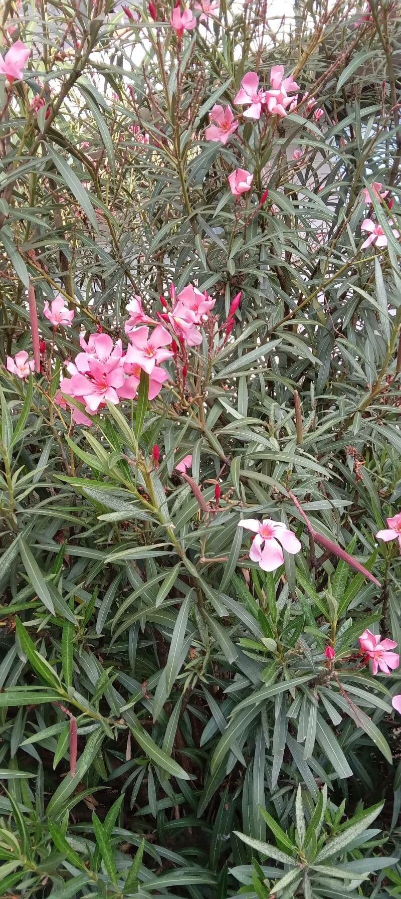 Oleander-Strauch in voller Bluete mit rosa Blueten und glaenzendem gruenen Laub auf einer sonnigen Terrasse