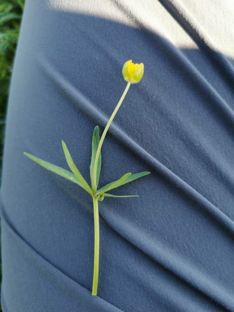 Ranunculus auricomus goldilocks buttercup yellow