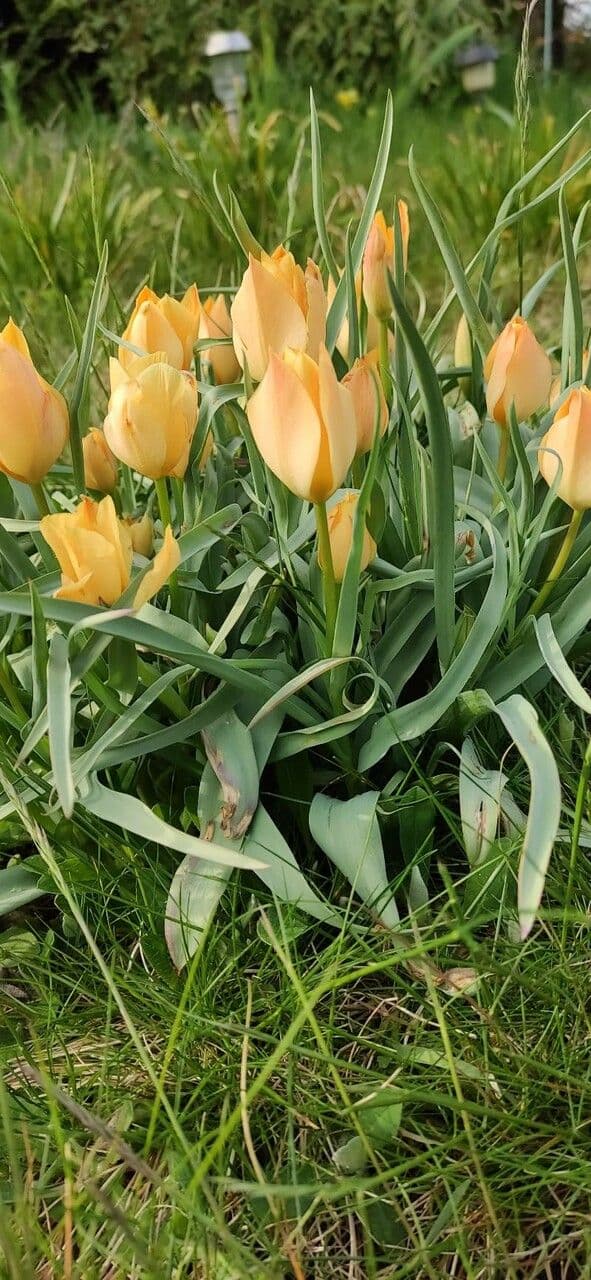 Tulipa linifolia met levendige rode bloemen en smal bladwerk
