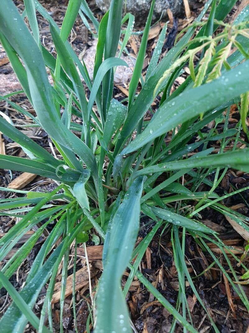 Schlaffe Palmlilie (Yucca flaccida) in voller Blüte auf einer sonnigen, trockenen Böschung