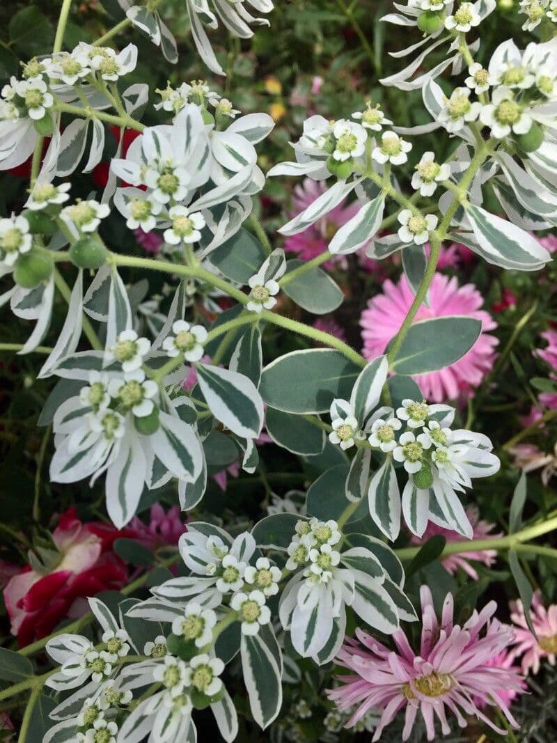 Euphorbe panachée avec des feuilles bordées de blanc