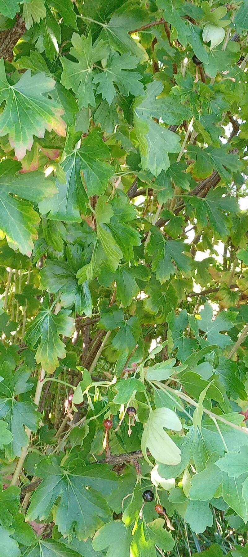 Goldgelbe Blüten der Goldjohannisbeere vor grünem Laub in voller Entwicklung