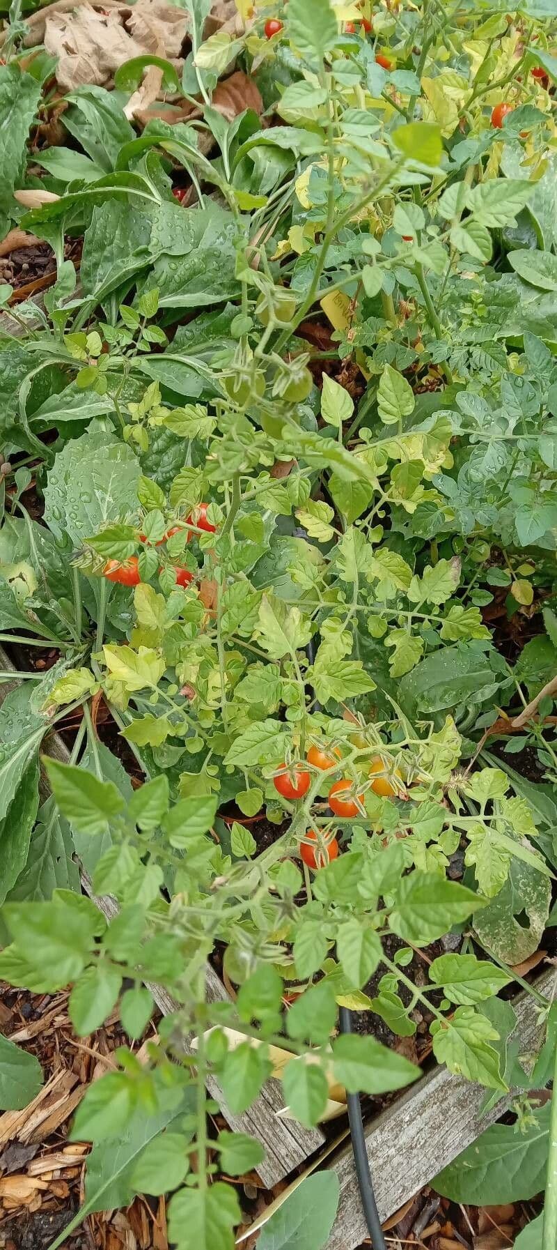 Plant de tomate currant avec de petits fruits rouges