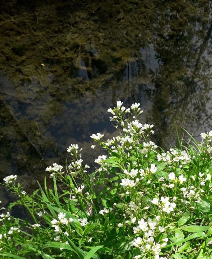 Waterkers planten in water