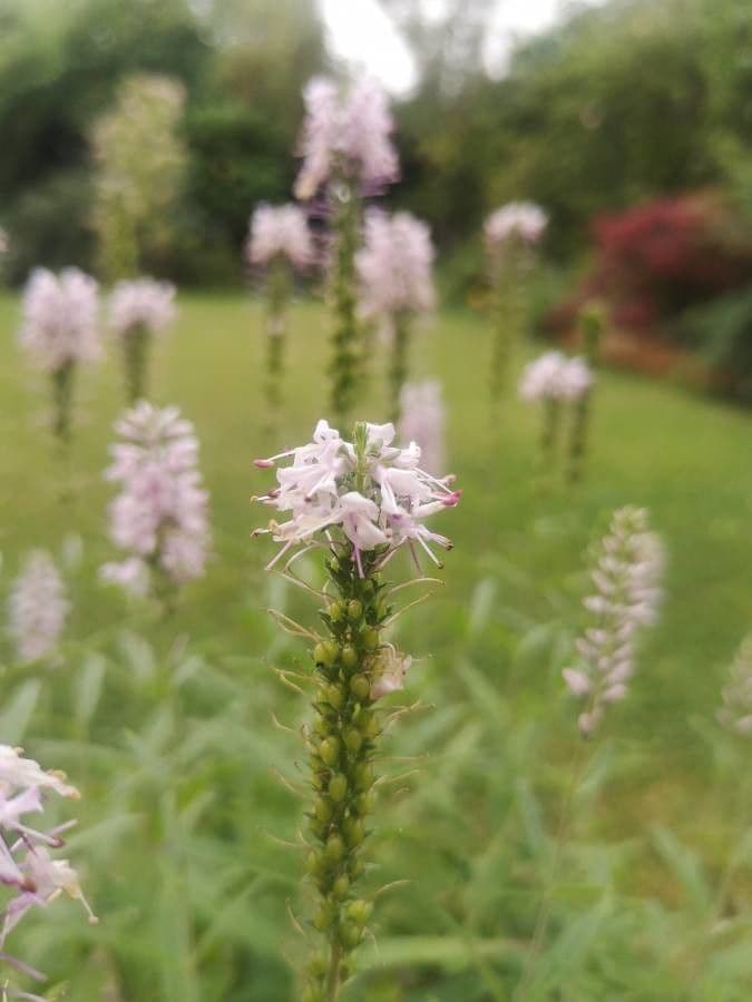 Veronica longifolia bloemen-aren