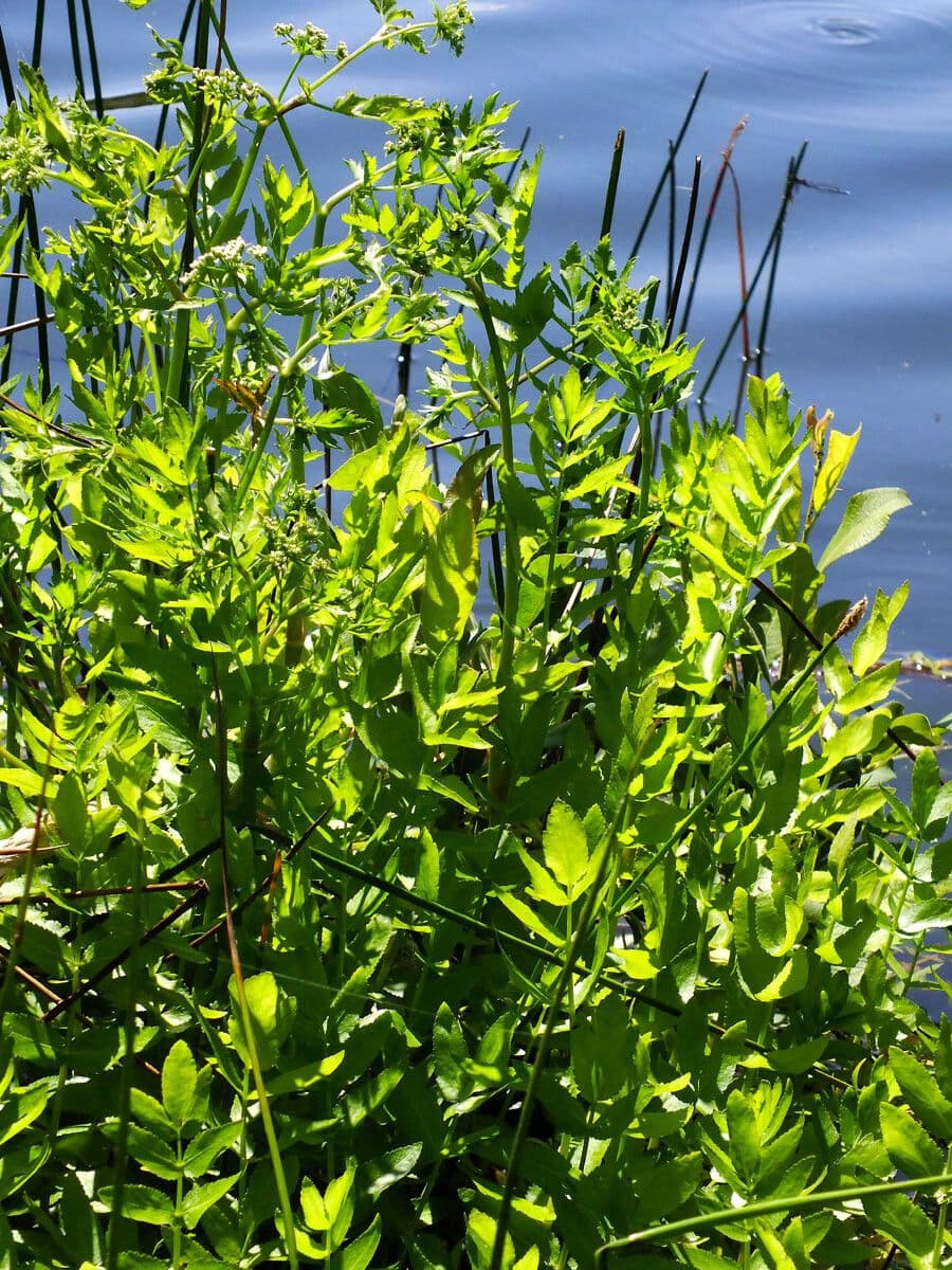 Great water-parsnip plant with white flowers