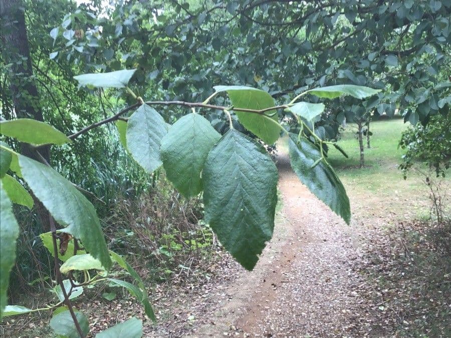 White alder displaying characteristic diamond-shaped leaves in summer light