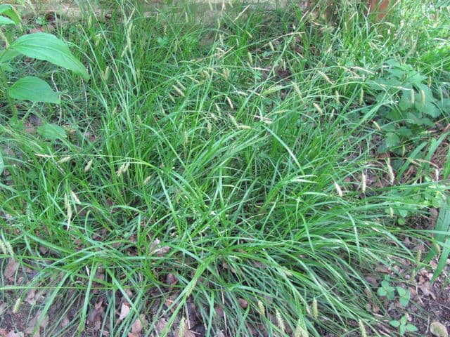 Cherokee sedge plant with fine foliage in partial shade