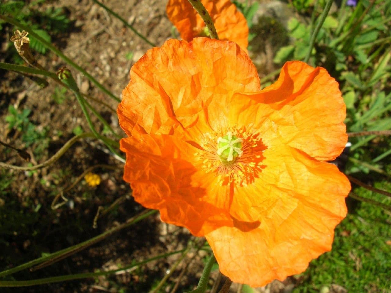 Papaver lapponicum bloem in alpiene omgeving met karakteristieke bloemblaadjes