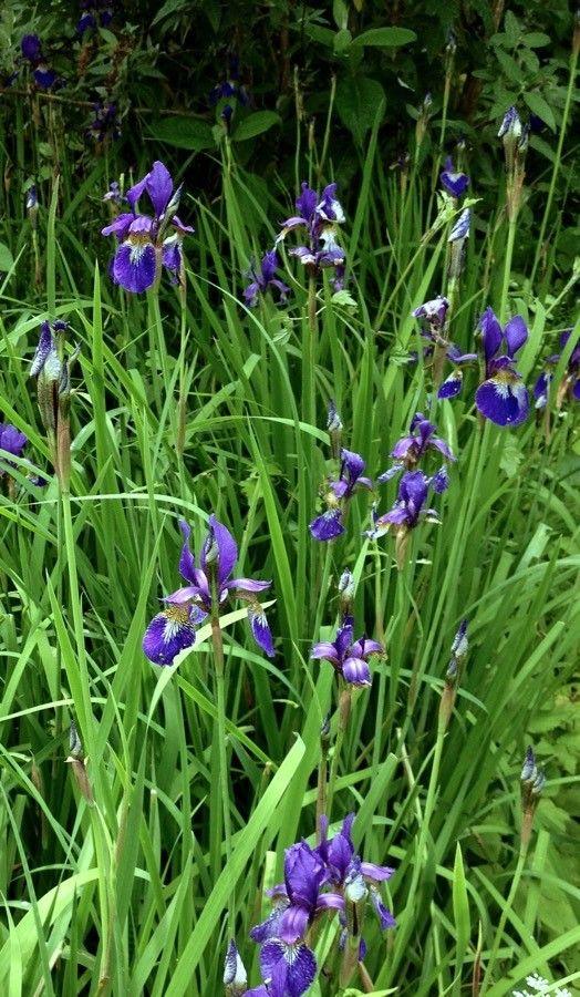 Siberian iris with narrow leaves and blue flowers in a summer border