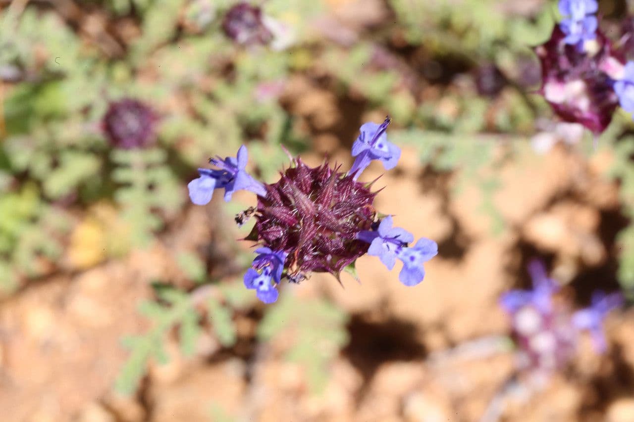 Salvia columbariae avec grappes florales distinctives