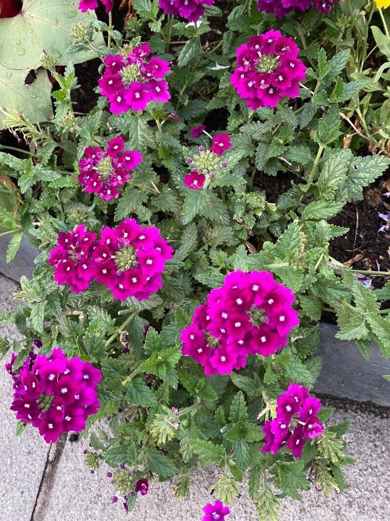 Steifes Eisenkraut in voller Blüte auf einem sonnigen Beet