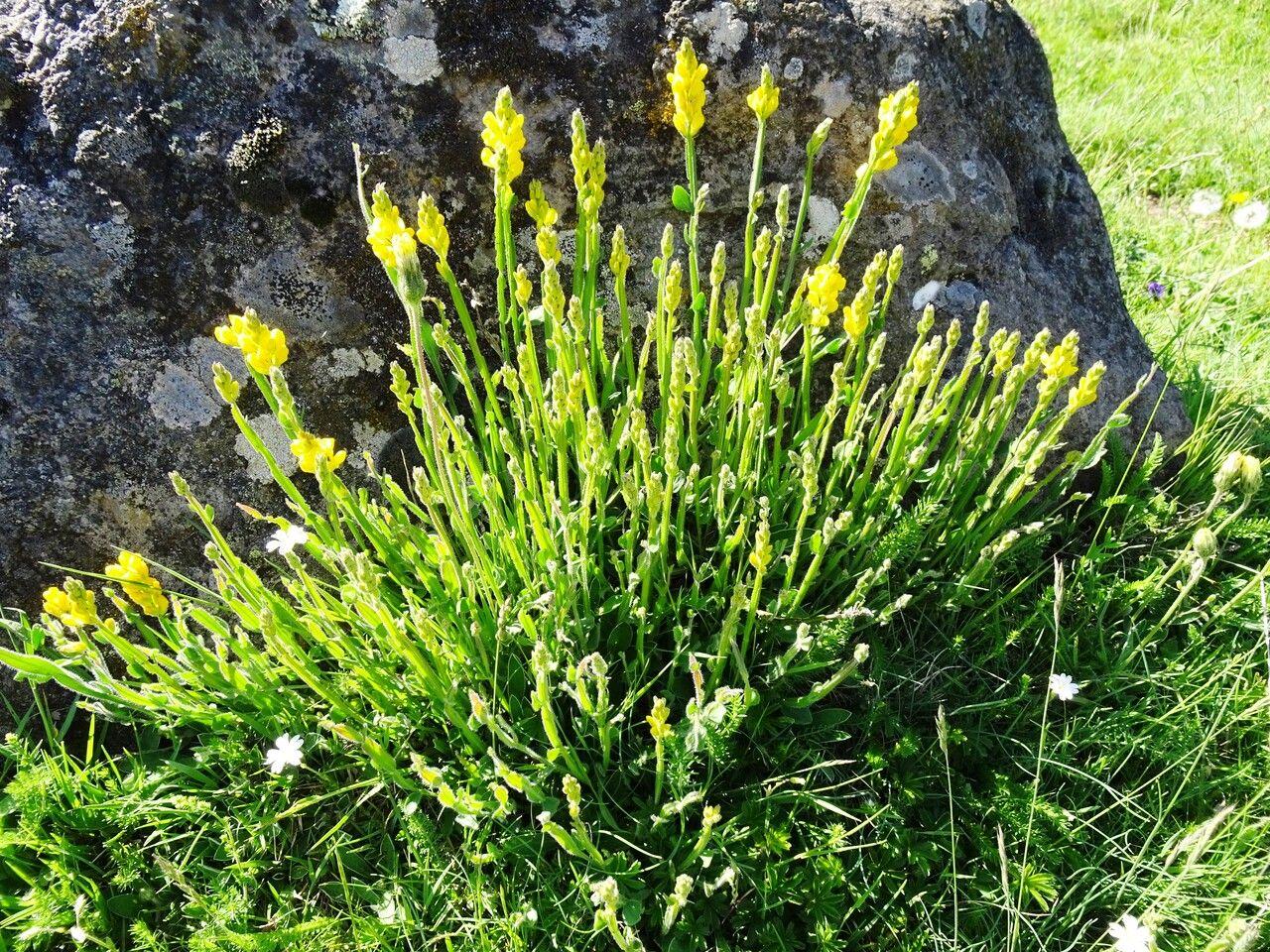 Winged greenweed in full bloom on a sunny slope with golden flowers and slender stems