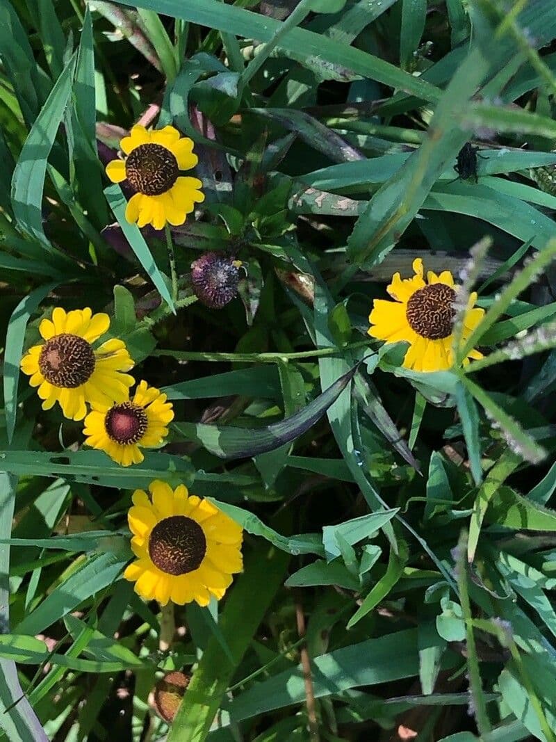 Purpur-Sonnenbraut mit gelben und purpurbraunen Blüten
