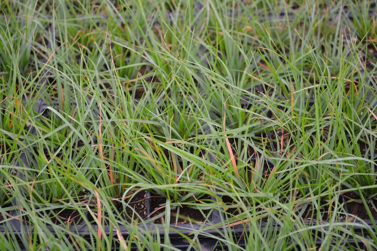Danthonia compressa mountain oat grass showing its characteristic flattened stems and compact bunch form