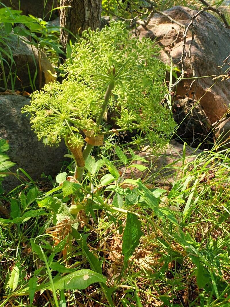 Angelica archangelica with its distinctive large trifoliate leaves and impressive umbrella-like flower clusters