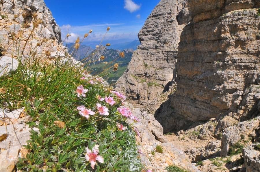 Potentille brillante avec fleurs roses et feuillage argente brillant